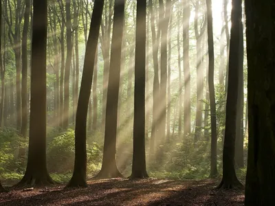 Скачать обои деревья, природа, обои, лес, солнечные лучи разрешение  1600x1200 #17122