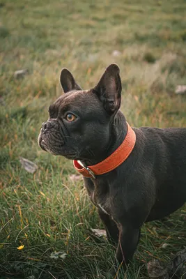 Фотографии Бульдог Французский бульдог собака черные 3840x2400