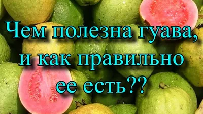 Загадочная гуава: происхождение и свойства | Бананы-кокосы с Марией  Волковой | Дзен