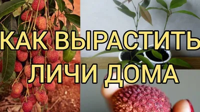 Где и как растет, как есть, полезные свойства личи