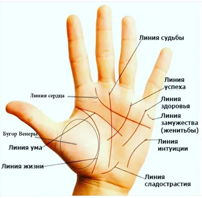 Хиромантия. Заглянуть в прошлое, изменить будущее. Иллюстрированная  методика гадания по руке Лариса Конева - купить книгу Хиромантия. Заглянуть  в прошлое, изменить будущее. Иллюстрированная методика гадания по руке в  Минске — Издательство АСТ