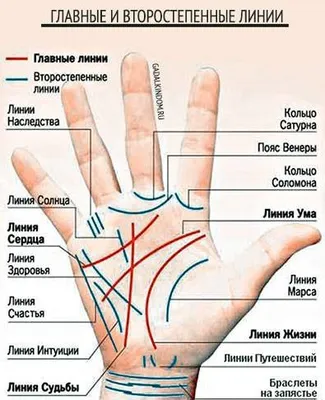 Гадание по руке для начинающих по основным линиям. Что может рассказать о  вас линия жизни, сердца и головы? | Лисичка | Дзен