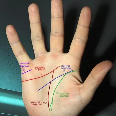 Линия жизни на руке: как ее прочитать, чтобы узнать свою судьбу |   | Всё Здорово