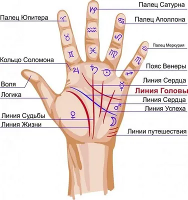 Линии на руке: значение, описание