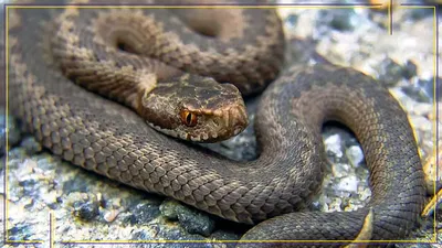 Обыкновенная гадюка (Vipera berus)