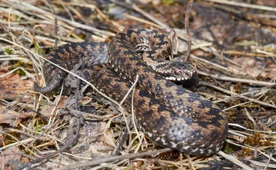 Гадюка Лотиева (Vipera lotievi)