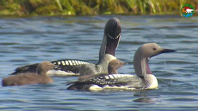 Краснозобая гагара - eBird