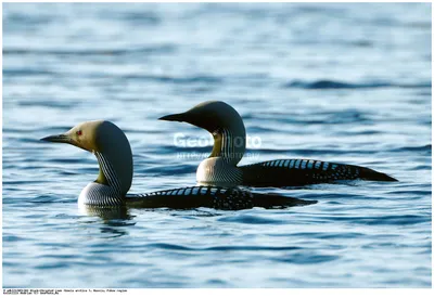 ФотоБлог Торгачкин Игорь Петрович © Igor Torgachkin: Чернозобая гагара /  Gavia arctica / Arctic Loon