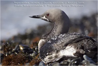 ФотоБлог Торгачкин Игорь Петрович © Igor Torgachkin: Чернозобая гагара /  Gavia arctica / Arctic Loon