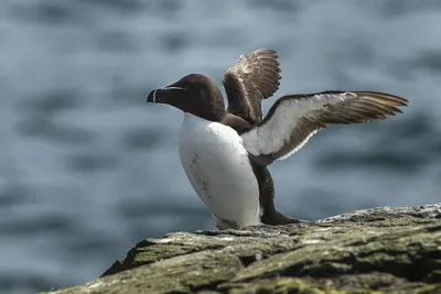 Гагарка - eBird