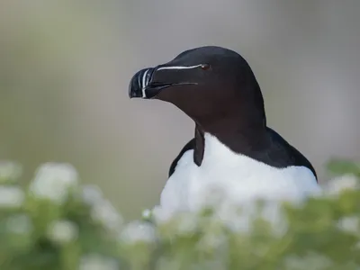 Гагарка - eBird