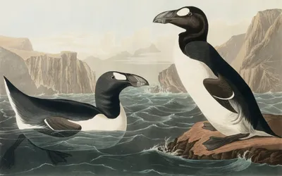 Гагарка (Razorbill) из семейства чистиковых Атлантический тупик штат Мэн  Atlantic Puffins, Machias Seal, Maine