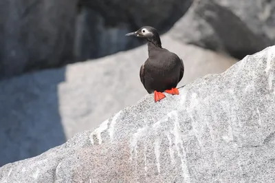 Бескрылая гагарка (лат. Pinguinus impennis) - птица, истребленная по вине  человеческой глупости и жадности. Энциклопедия. Материал для реферата