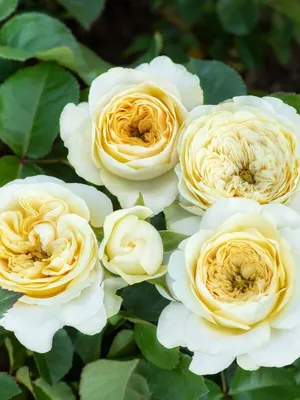 Роза английская Гайд Парк (Hyde park) купить в Украине с доставкой | Цена в  