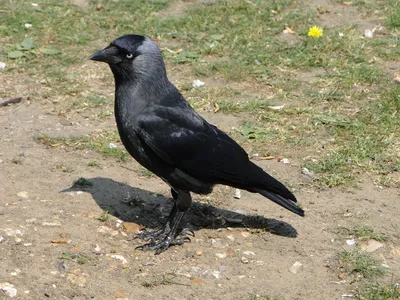 Галка птица черная картинки