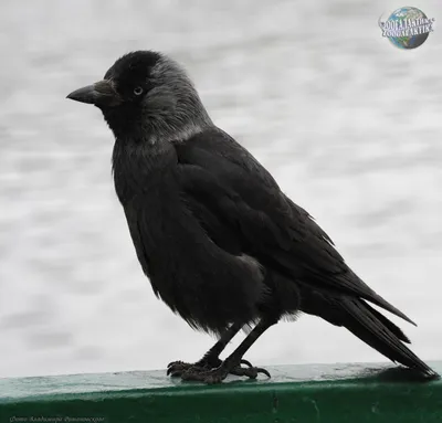 Черная птица с маленьким клювом - 69 фото
