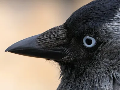 Черная птица с цветным клювом - 65 фото