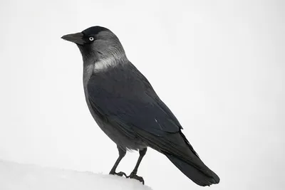 Галка (Corvus monedula) Eurasian Jackdaw - Врановые (Corvidae) -  Воробьеобразные Passeriformes - Классификатор птиц Таганрога и  Неклиновского района - Птицы Ростовской обл.В основе-Птицы  Таганрога/Некл.р-на