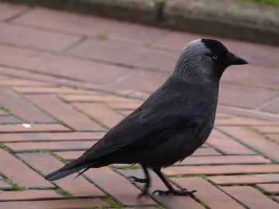Черная птица с серой головой (34 фото) - красивые фото и картинки  