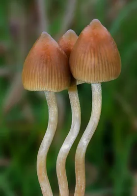 ✓ Действие галлюциногенных грибов | Признаки и последствия употребления