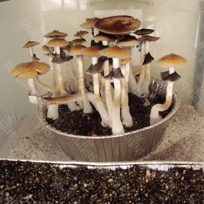 Галлюциногенных грибов #31