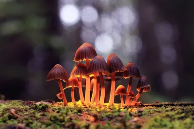 В Коми уничтожили "плантацию" галлюциногенных грибов | Комиинформ