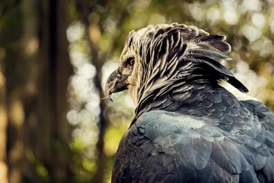 15 снимков южноамериканской гарпии, которая так огромна, что выглядит как  человек в костюме п... | Birds of prey, Harpy eagle, Beautiful birds