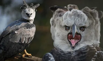 Южноамериканская гарпия - Harpy Eagle (Энциклопедия животных) - YouTube