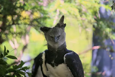 Гарпия — гигантская птица потрошитель | В когтях у хищника | Дзен