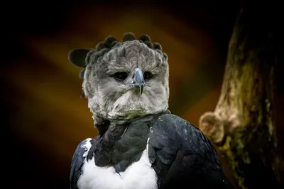 Блог - Южноамериканская гарпия, которая так огромна, что выглядит как  человек в костюме птицы | Южноамериканская гарпия, Домашние птицы, Дикие  животные