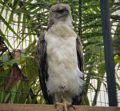 Южноамериканская гарпия: 10 интересных фактов об одной из самых крупных  хищных птиц | Приключения натуралиста | Дзен