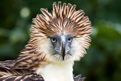 Филиппинская гарпия. Красивейшая птица на грани вымирания | Животные  мира|Редкие животные | Дзен
