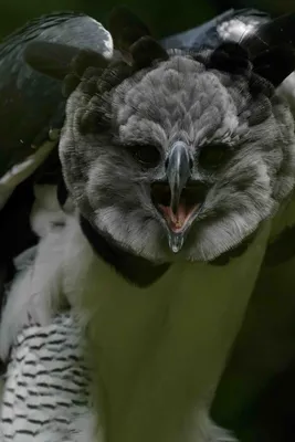 Гарпия, антропоморфная птица, голова …» — создано в Шедевруме