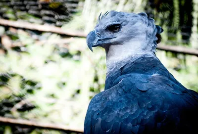 Филиппинский орёл — Википедия