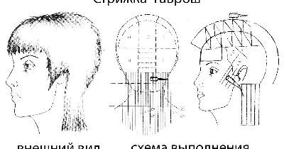 Как подстричь стрижку "Гаврош" или "Челси". Схема выполнения и инструкция |  Наталья Кононова | Дзен