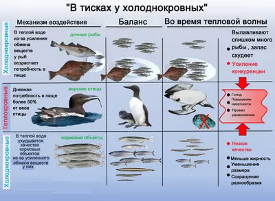 Вредный корм для птиц и подкормки