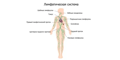 Лимфоузлы в паху: где находятся, почему воспаляются и как лечить