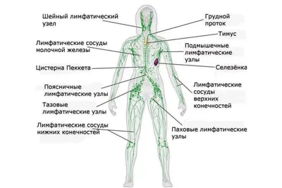 Расположение лимфоузлов на теле человека (мужчин и женщин): фото, схемы и  анатомия 👩 👨