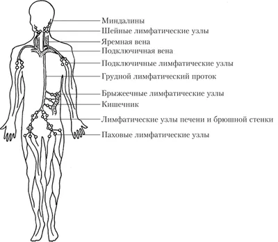 Лимфатическая система человека: что это, функции, строение, состав, свойства