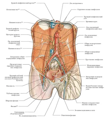 Симптомы лимфомы - Lymphoma Australia