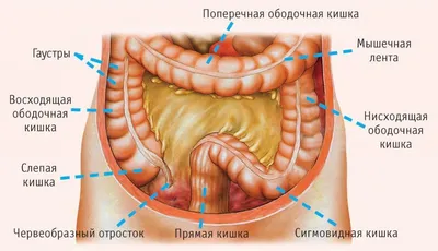 Высыпания на лобке - причины, симптомы и лечение. — Сергей Мельников на  