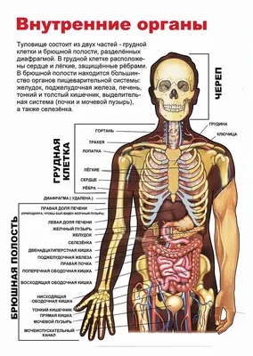 Что находится между органами