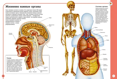 Внутренние органы человека и анатомия скелета. | Премиум векторы