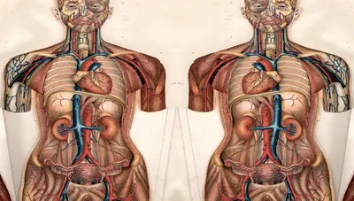 Анатомия человека. Фотографический атлас. Том 3. Внутренние органы. Нервная  система