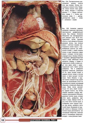 Строение человека (внутренние органы): 30 фото с надписями
