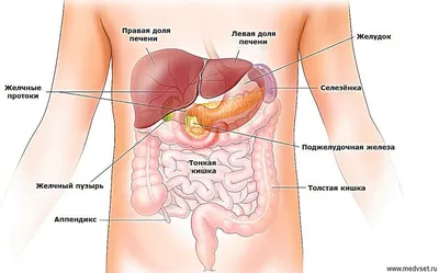 Как Расположены Внутренние Органы? Анатомия Человека + Картинки | Анатомия,  Картинки, Человек
