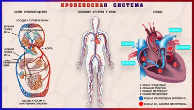 Что находится слева под грудной клеткой: структуры, функции и возможные  проблемы