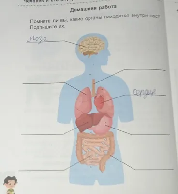 Тело человека. Детский интерактивный атлас по анатомии с вырубкой. Разбери  свое тело на 6 систем. Сл (Билич Г.Л., Зигалова Е.Ю.) - купить книгу или  взять почитать в «Букберри», Кипр, Пафос, Лимассол, Ларнака,