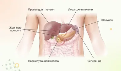 Пульсация в животе - причины появления, при каких заболеваниях возникает,  диагностика и способы лечения