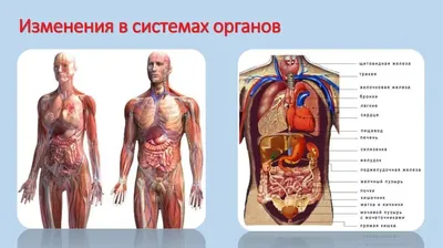 Селезенка: где находится, где болит, функции, строение